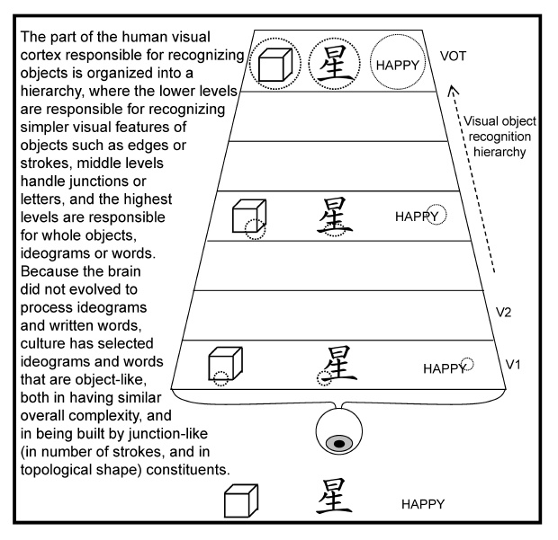heirarchy of visual cortex for recognizing shapes topography Of Language figure 9